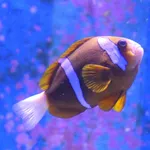 Barrier reef anemonefish