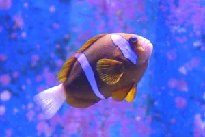 Barrier reef anemonefish