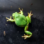 Common Tree Frog
