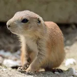 Black-tailed Prairie Dog