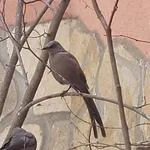 Ashy Starling