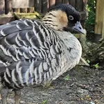Hawaiian Goose