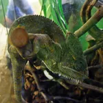 Meller's Giant One-Horned Chameleon