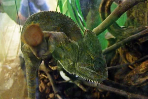 Mellers kameleon