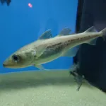 bigeye