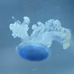 White-spotted jellyfish