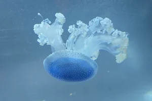 White-spotted jellyfish
