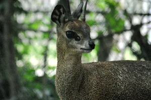 Ethiopian Klipspringer