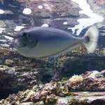 Palefin Unicornfish
