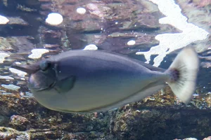 Palefin Unicornfish