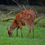Sitatunga