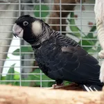 Baudin's Black-cockatoo