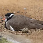 Black-headed Lapwing