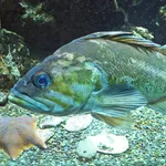 Copper Rockfish