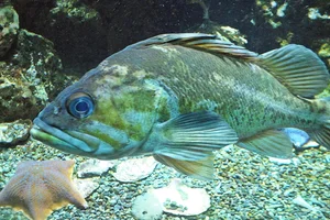 Copper Rockfish