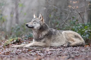 Euraziatische wolf