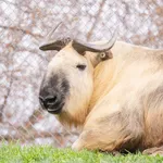 Takin
