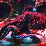 giant Pacific octopus