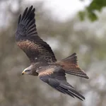 Black Kite