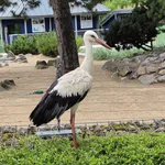 European White Stork