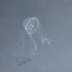 Tima nigroannulata