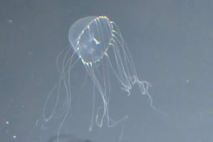 Tima nigroannulata