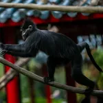 François’s Langur
