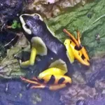 Baron's Mantella