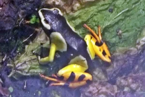 Baron's Mantella