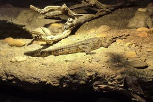 Australische krokodil