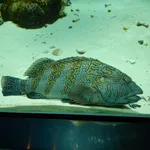 Giant Hawkfish