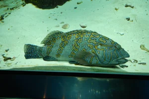 Giant Hawkfish