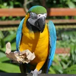 Blue-and-yellow Macaw