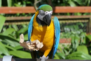 Blauw-gele ara