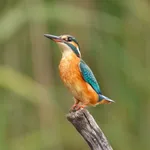 Common Kingfisher