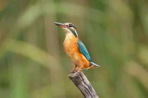 Ijsvogel