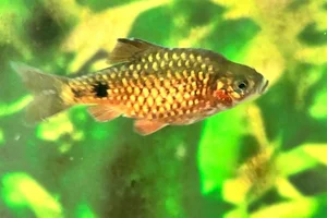 Prachtbarbe