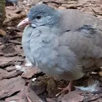 Tataupa Tinamou