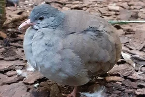 Tataupatinamoe