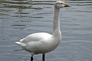 Kleine Zwaan