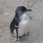 Little Penguin