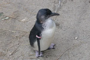 dwergpinguïn