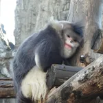 Black Snub-nosed Monkey
