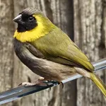 Cuban Grassquit