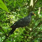 African Olive-pigeon