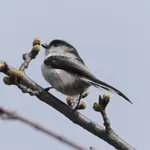 Long-tailed Bushtit