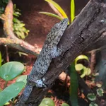 Eurydactylodes occidentalis