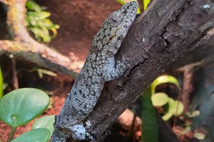 Eurydactylodes occidentalis
