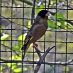 Black-headed Greenfinch