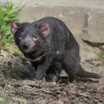 Tasmanian Devil
